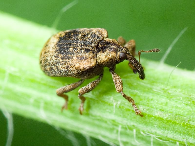 Stereonychus fraxini (De Geer, 1775)